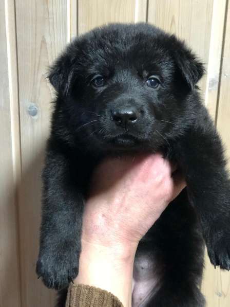 Продаются в Сургуте