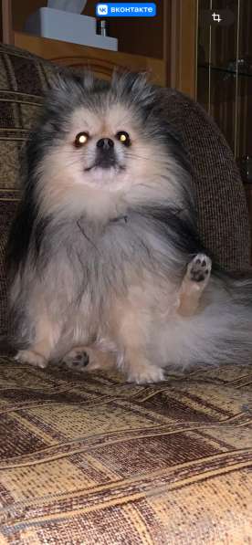 Шпиц Померанский в Дубне фото 3