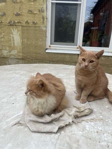 Срочно нужна помощь! в Краснодаре