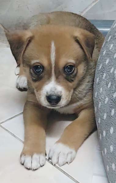 Отдам в добрые руки щенок в Москве фото 3