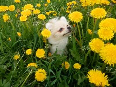 Щенок немецкого шпица в Санкт-Петербурге фото 4