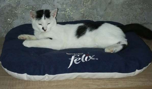 Котик в дар в фото 3