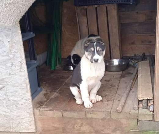 Маленькие хорошенькие хвостики в Санкт-Петербурге фото 19