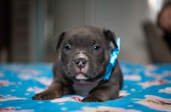 Американский Булли в Челябинске фото 7