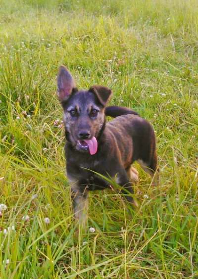 Отдам даром щенки в Санкт-Петербурге