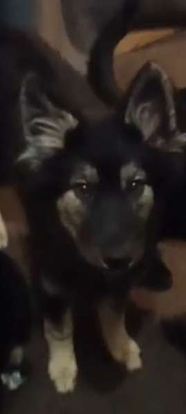 Ищем дом щенкам метисам в Химках фото 9