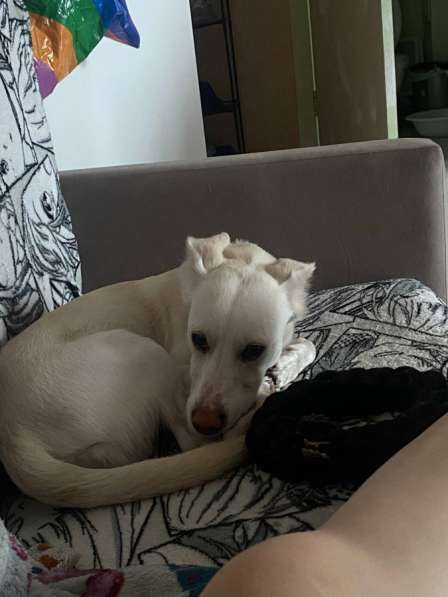 Щенок в дар