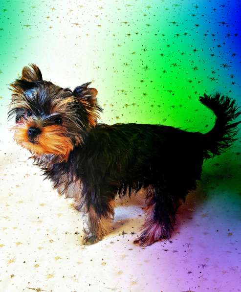 ЙОРКШИРЕНОК РКФ ОТ ЧЕМПИОНОВ в Москве фото 5