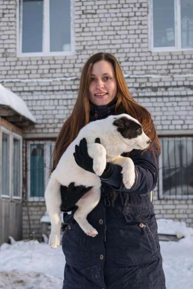 Продаются высокопородные щенки Алабая от питомника "ЗАТВЕРЕЦ в Москве фото 4
