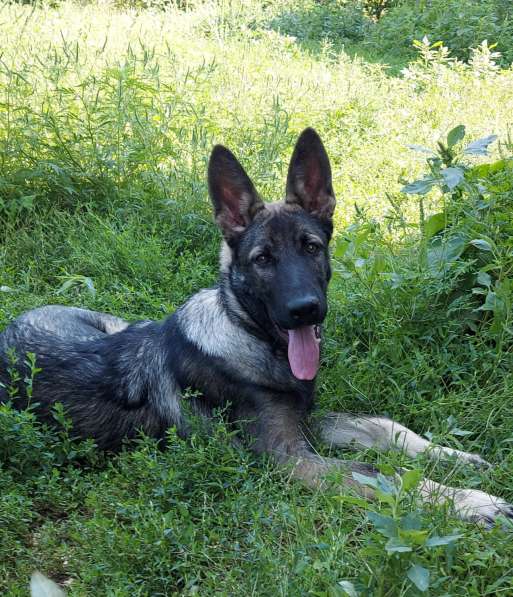 Щенки восточноевропейской овчарки в Пятигорске фото 6