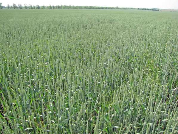 Продаем большим оптом 50000 тысяч тон пшеницу 2019-2025 года в Волгограде фото 3