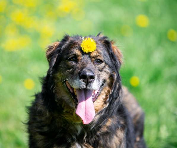 Прекрасная собака Парма ищет семью в Москве фото 16