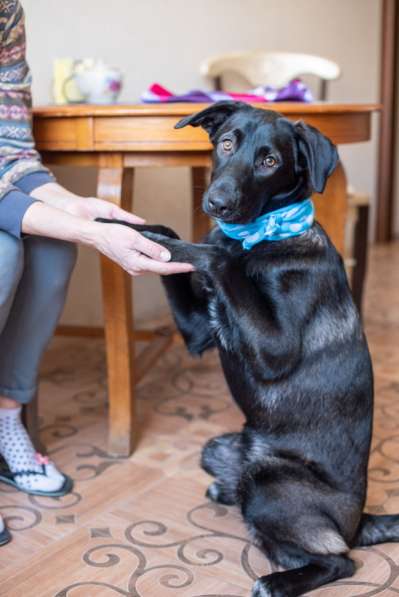 Линси - щенок метис лабрадора в дар в Москве фото 14