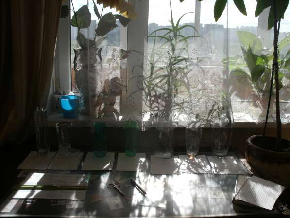 Вазариум в Москве фото 19