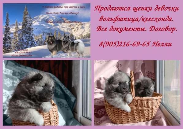 Продаю щенков кеесхонда/вольфшпица