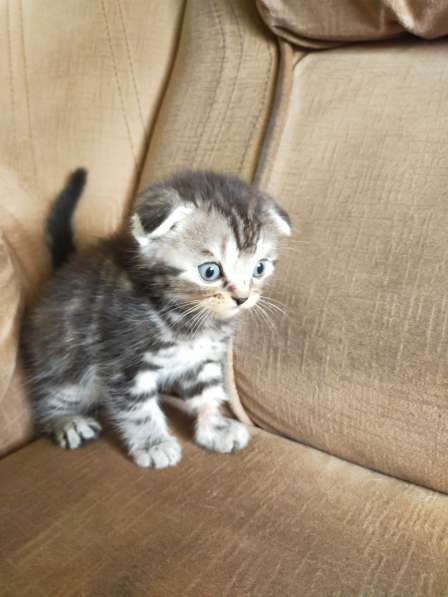 Мраморные шотландские котята в фото 24