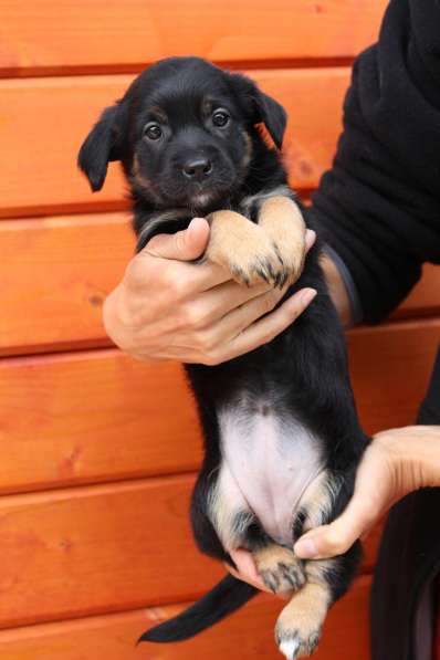 Крошечные щенки от мелкой собачки ищут дом в Санкт-Петербурге