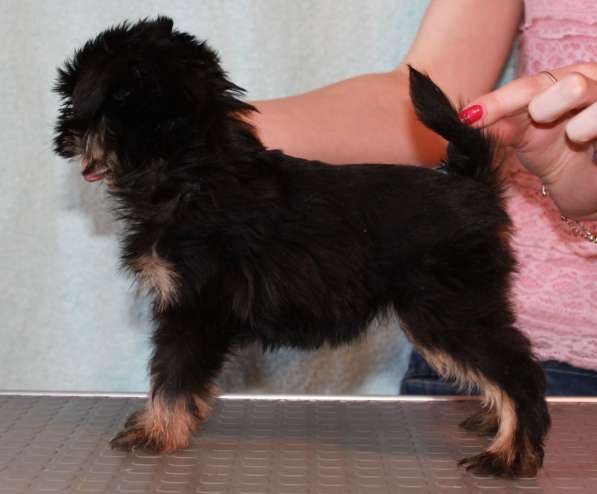 Великолепные щенки гриффона и пти-брабансона. Вязки в Москве фото 23