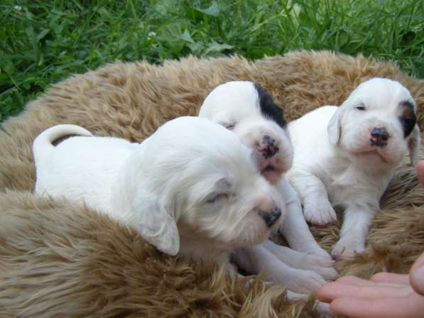 Английский сеттер щенки из элитного питомника в Москве фото 24