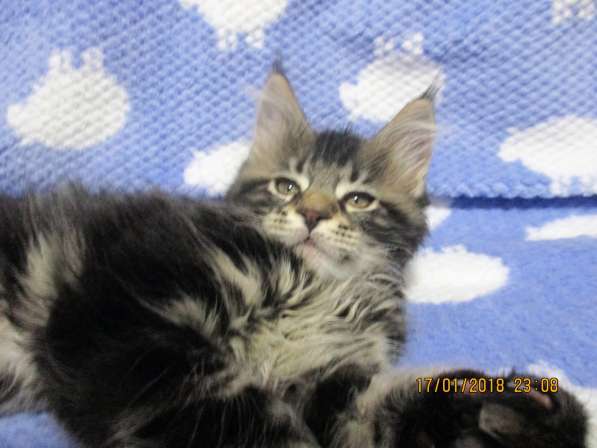 Красотка кремового солидного окраса из питомника Arktur в Тюмени фото 41