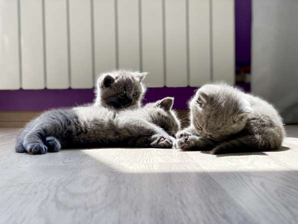 Шотландские плюшевые котята в Москве фото 9