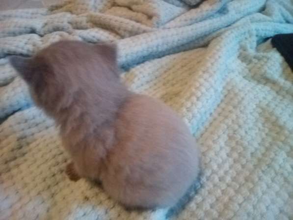 Шотландский денди скоттиш- страйт в Санкт-Петербурге фото 25