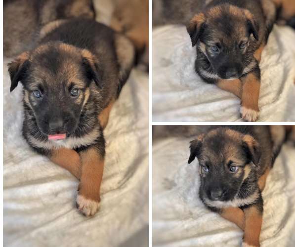 Щенки в дар в Краснодаре фото 23