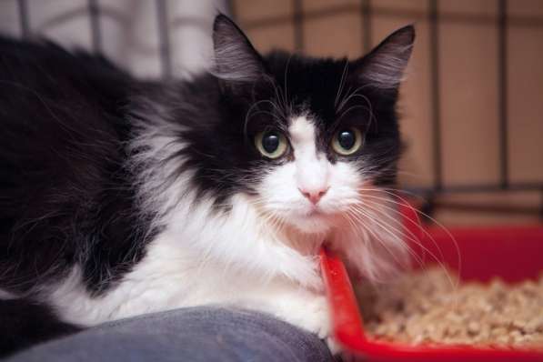 Ласковая Марта ждет ласкового хозяина