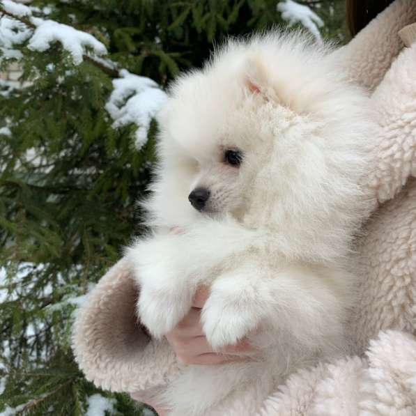 Щенки шпица в Москве