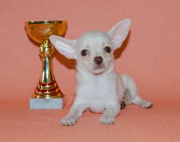 Подарите себе счастье в Москве фото 10