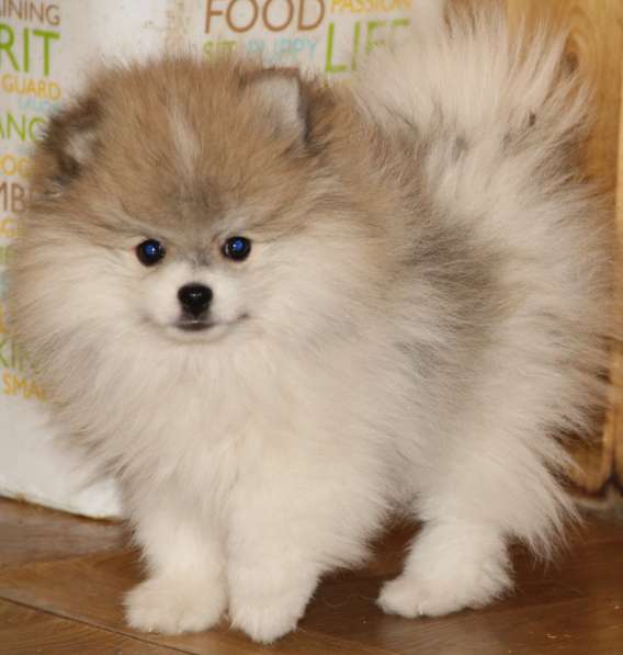 Щенки шпица в Раменское фото 16