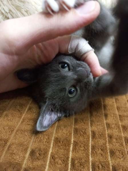 Подарю серого котенка с синими глазами 2мес в Красноярске фото 3