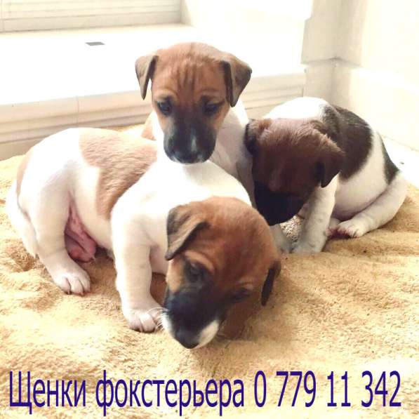 Я - ФОКСТЕРЬЕР маленький шикарный щенок от клубной вязки в фото 3