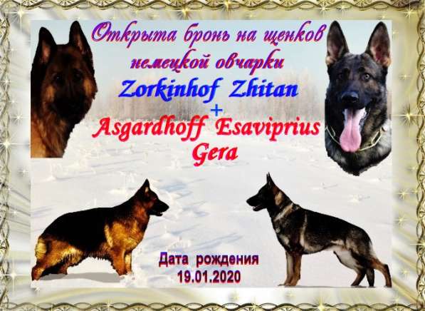 Щенки немецкой овчарки литер "К"