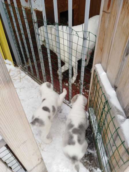 Продажа щенков алабая в Каменске-Уральском фото 3