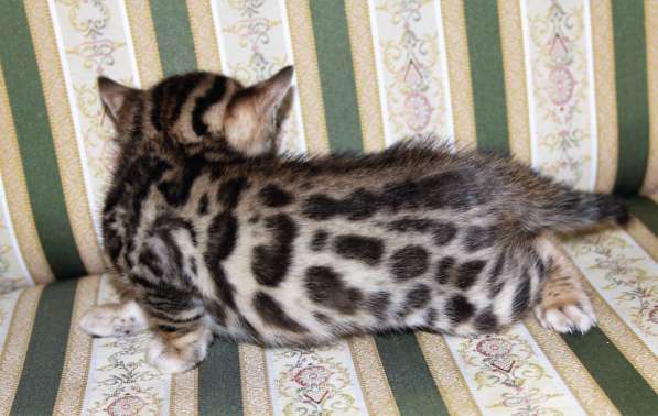 Бенгальский мальчик №3 в Санкт-Петербурге фото 7