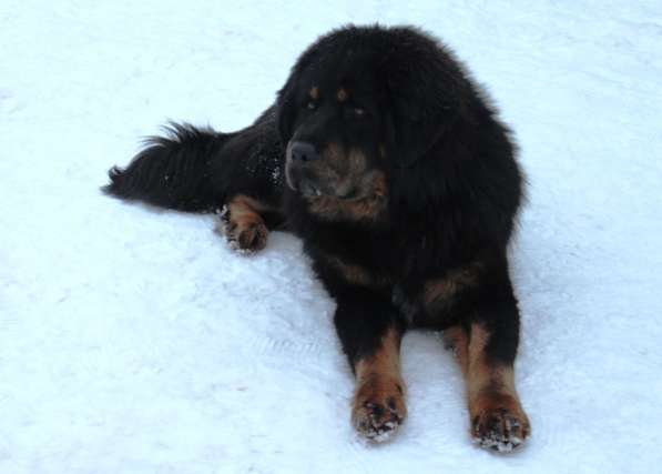Тибетский мастиф - лучший страж на территории в Москве фото 149