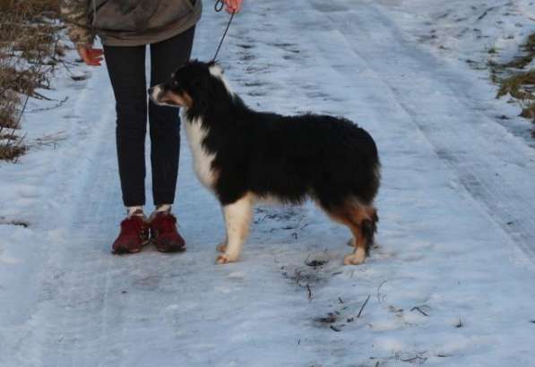 Аусси девочка продаётся в Москве фото 5