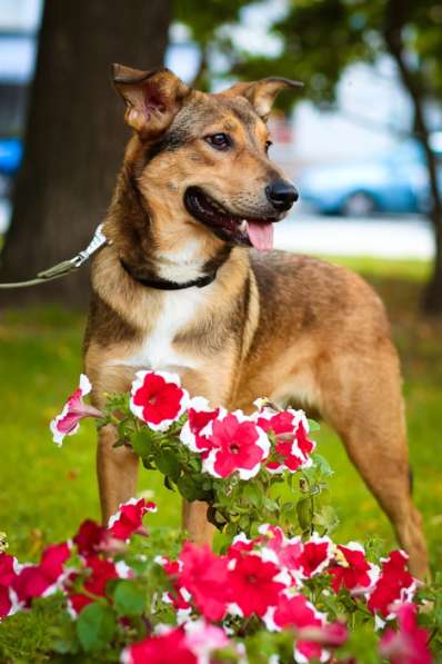 Очаровательная собачка компактного размера в Санкт-Петербурге фото 42