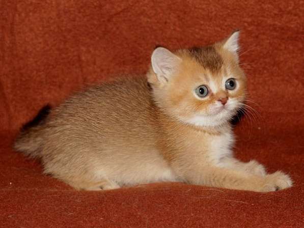 Герман в Санкт-Петербурге фото 4