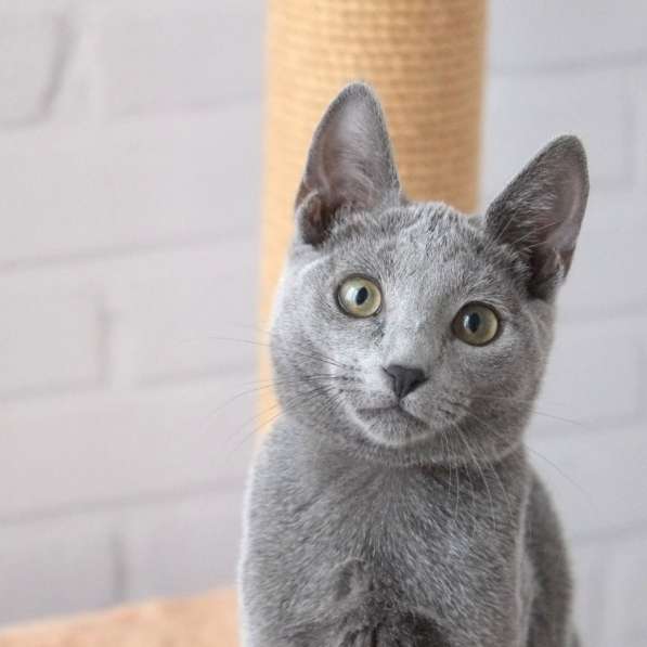 Котята Русская голубая в Тюмени фото 15