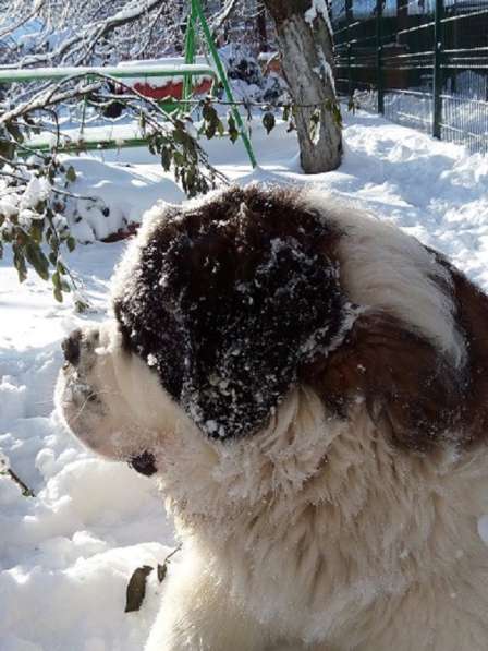 Щенки сенбернара в фото 111