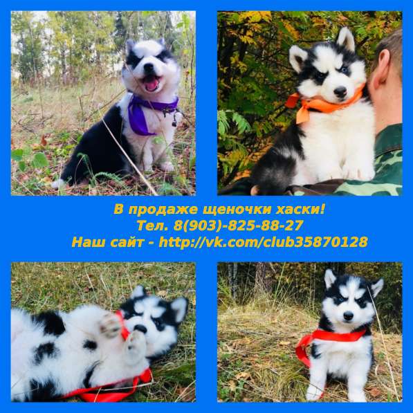 Хасята щенята разных окрасов