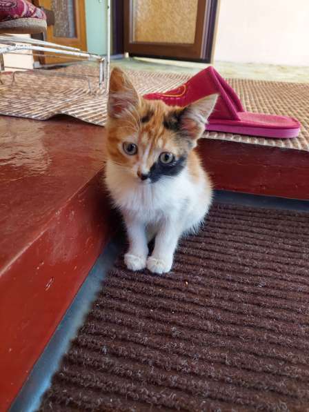 КОТЯТА ДАРОМ в фото 8