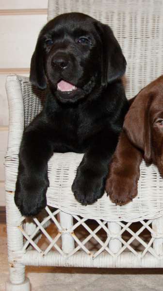 Алиментный мальчик в Москве фото 8