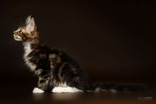 Мейн кун шикарный котик в Екатеринбурге фото 5