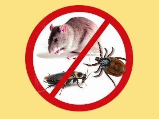 Уничтожение клопов, тараканов, муравьев, мышей, мокриц и др