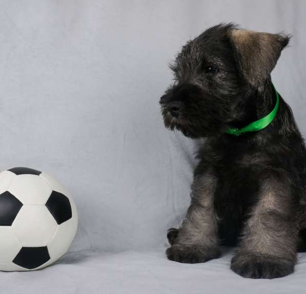 Цвержата в поисках самых лучших хозяев в Самаре фото 16