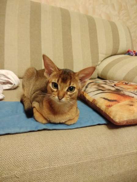 Абиссинские клубные котята в Москве фото 6