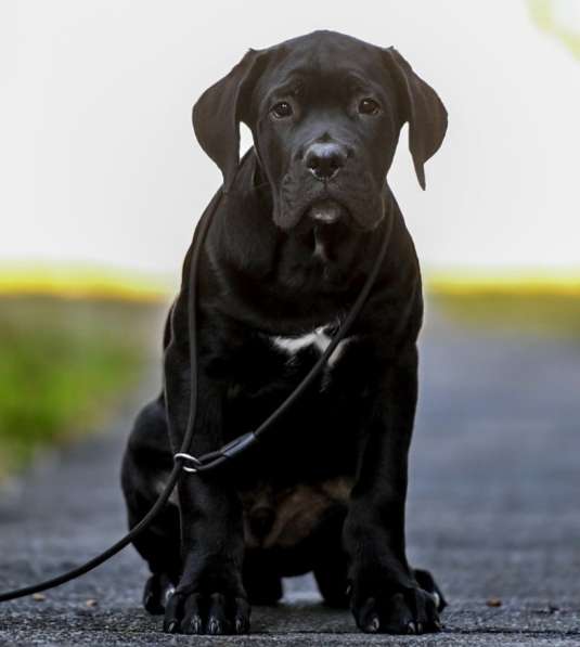 Кане - Корсо. Black в фото 3